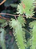 Image of maidenhair creeper