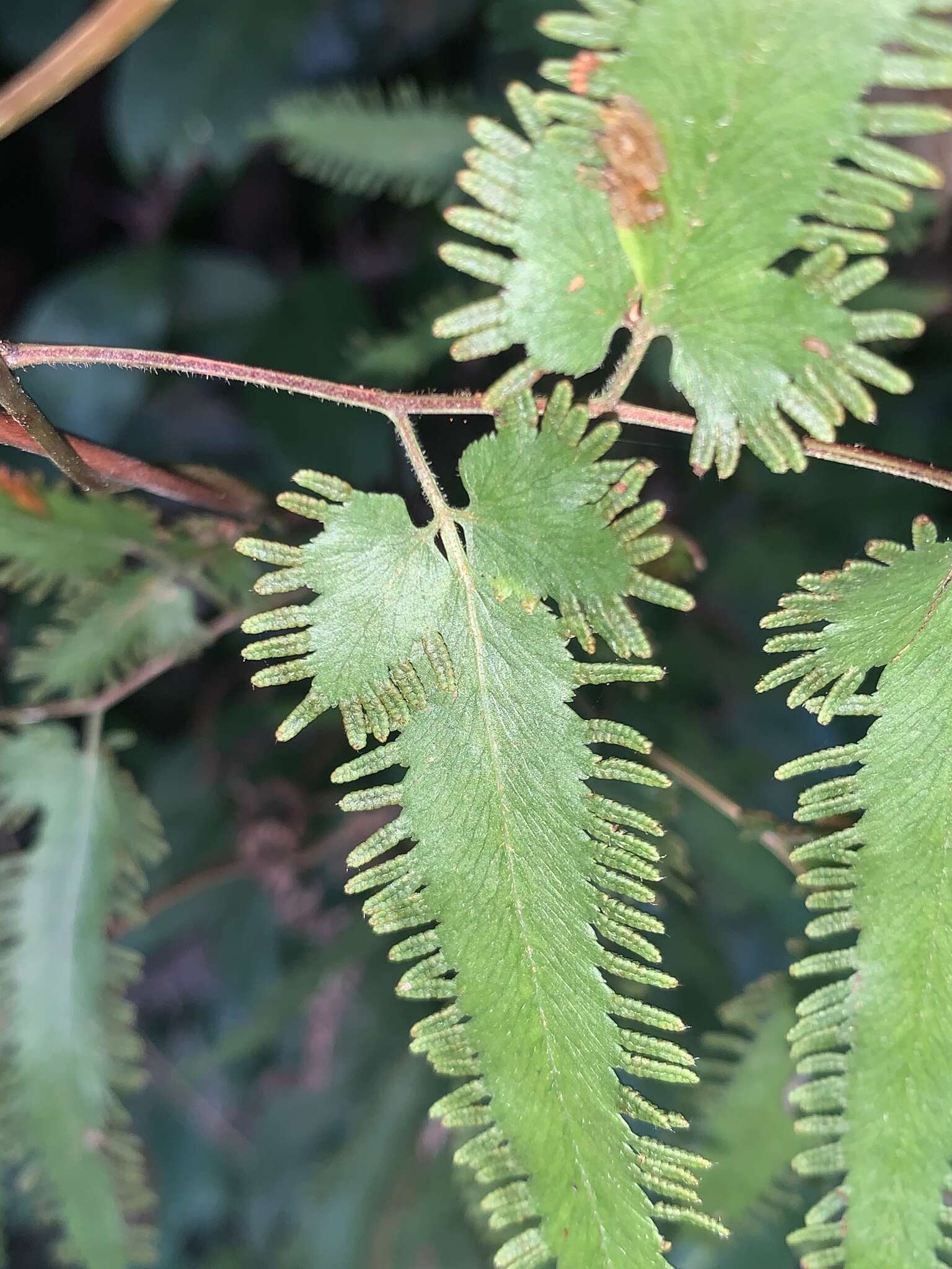 Image of maidenhair creeper