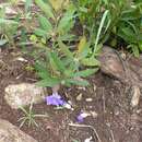 Image of Thunbergia lancifolia T. Anders.