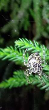 Image of Araneus seminiger (L. Koch 1878)