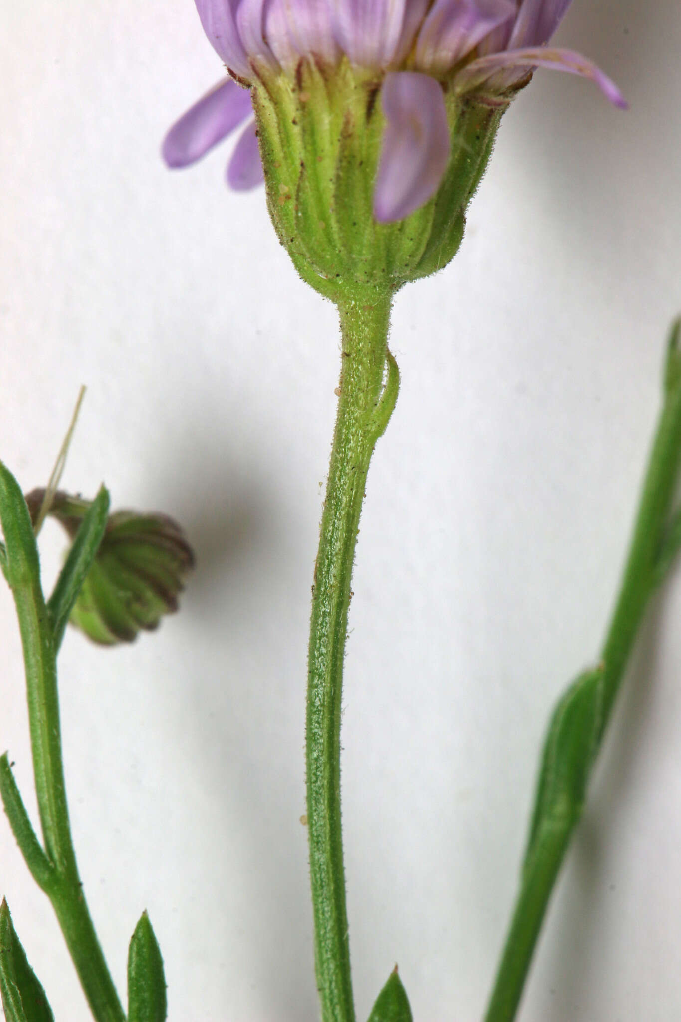 Image of sand fleabane