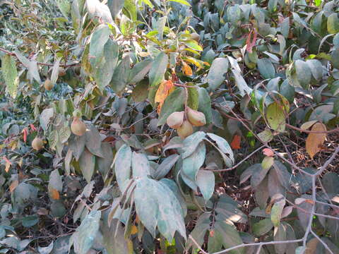 Image of Combretum carringtonianum Exell & Garcia