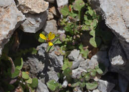 Image of Crepis sibthorpiana Boiss. & Heldr.