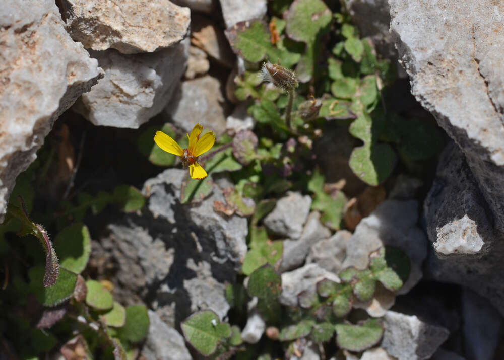 صورة Crepis sibthorpiana Boiss. & Heldr.