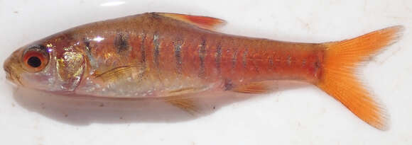 Image of African Banded Barb