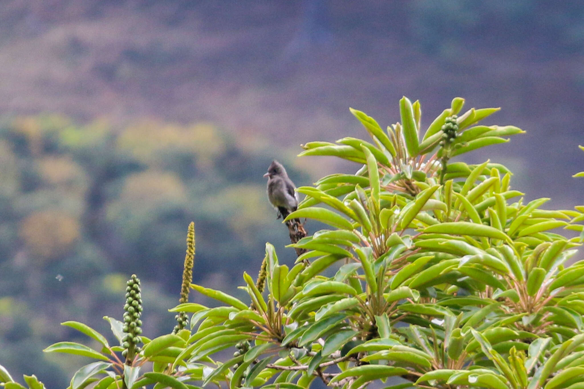 Image of Dark Pewee