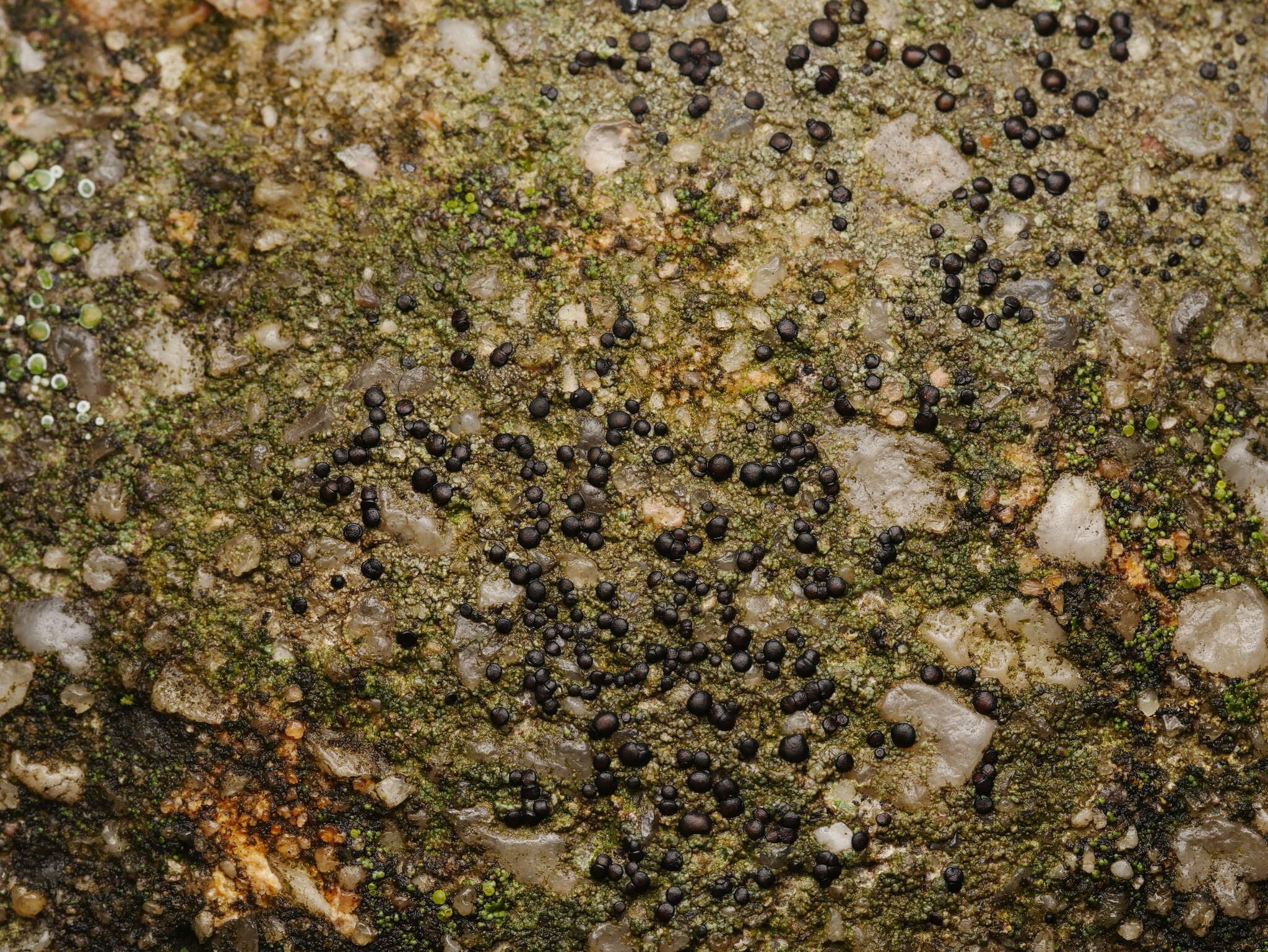 Image of lecidella lichen