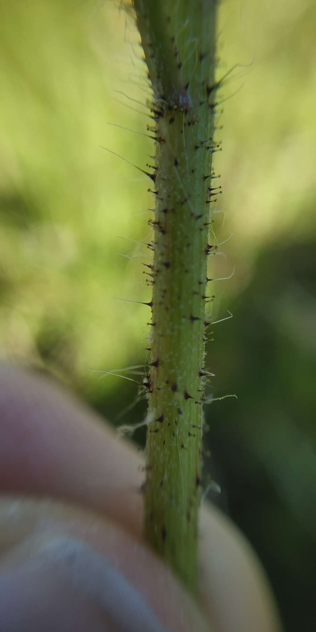 Image of Pilosella sulphurea (Döll) Sch. Bip., F. W. Schultz & Sch. Bip.