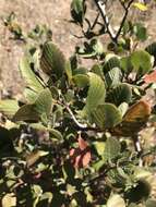 Image of island mountain mahogany