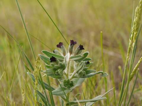 Nonea pulla (L.) DC.的圖片