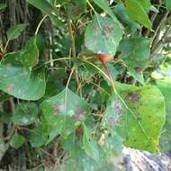 Image of Populus nigra L.