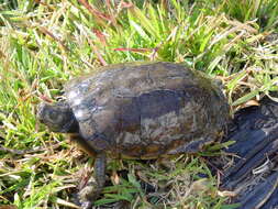 Image of Coahuilan box turtle