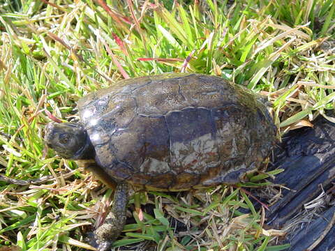 Image de Tortue-boîte De Coahuila