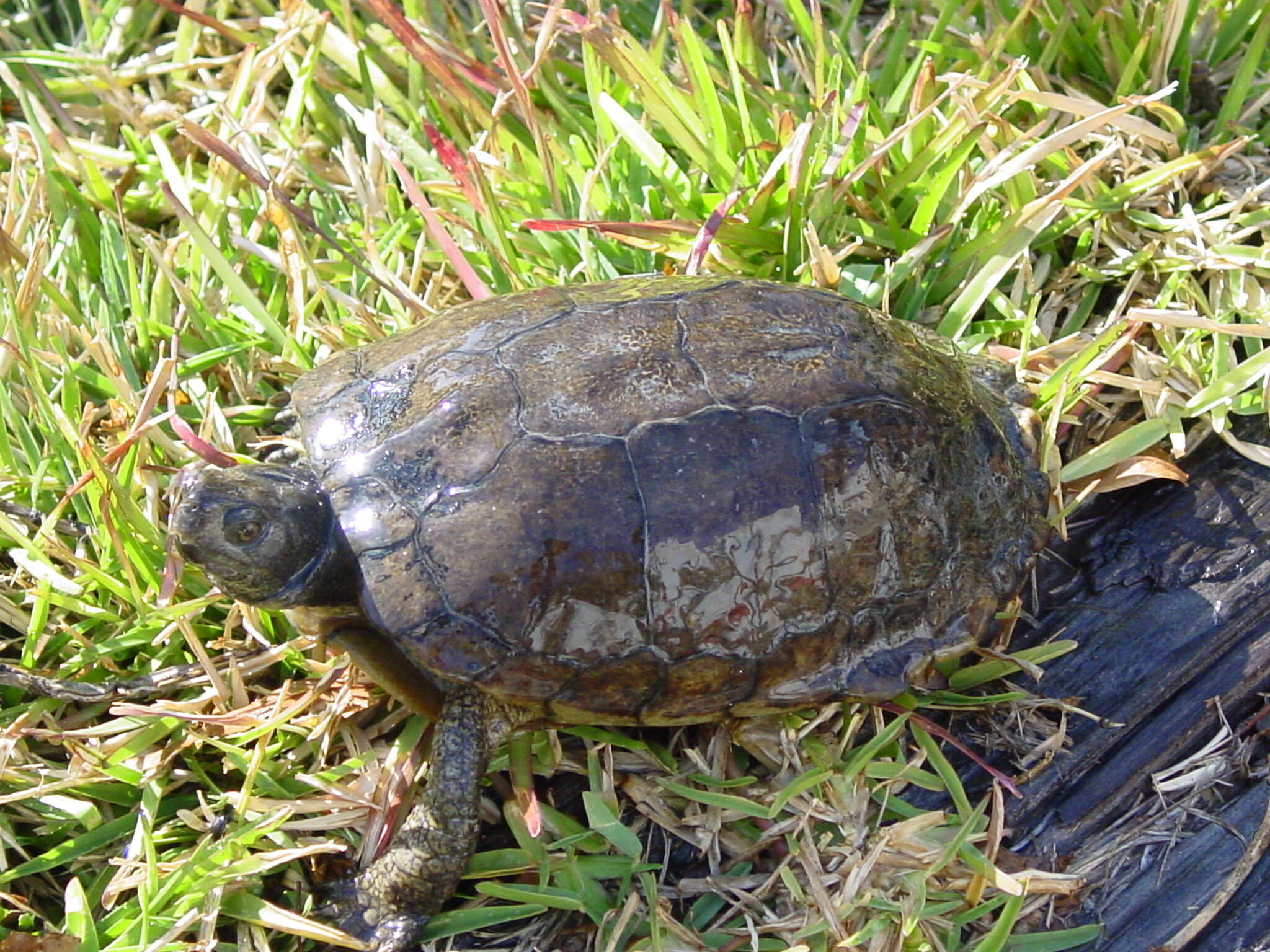 Image of Coahuilan box turtle