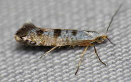 Image of American thuja shoot moth