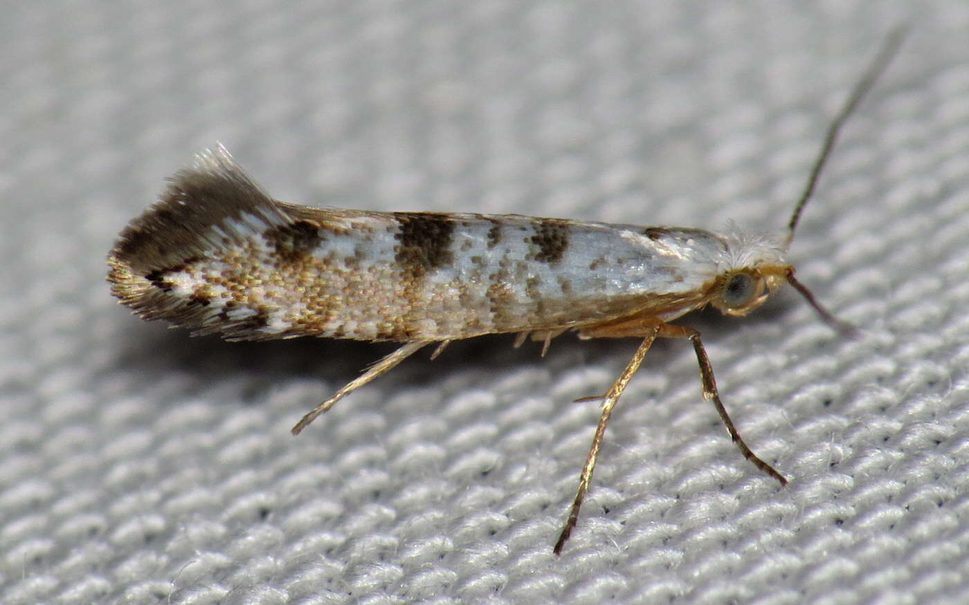 Imagem de Argyresthia thuiella Packard 1871