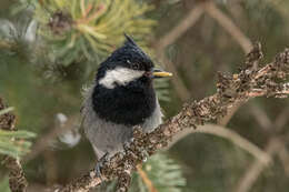 Image of Rufous-naped Tit