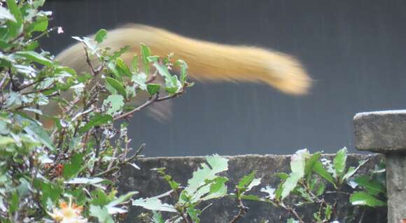 Image of Red Bush Squirrel