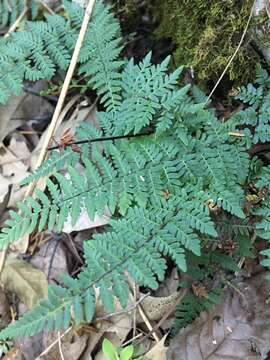 Image of Alabama lipfern