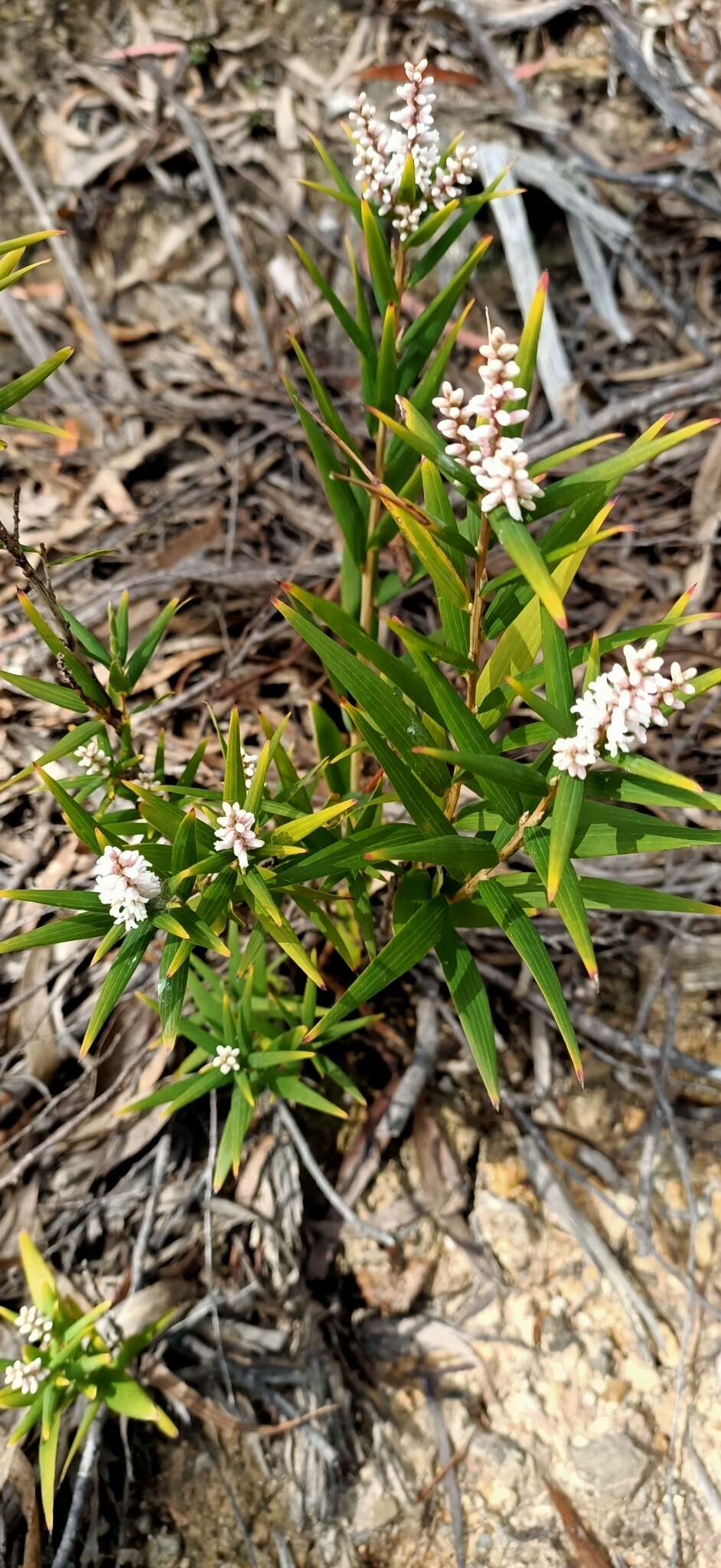 Image of Leucopogon australis R. Br.