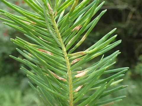 Image of Contarinia pseudotsugae Condrashoff 1961