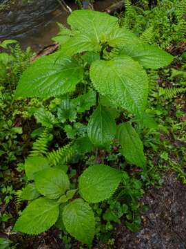 Слика од Collinsonia canadensis L.