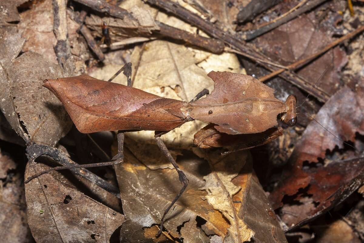 Image of Deroplatys desiccata Westwood 1839