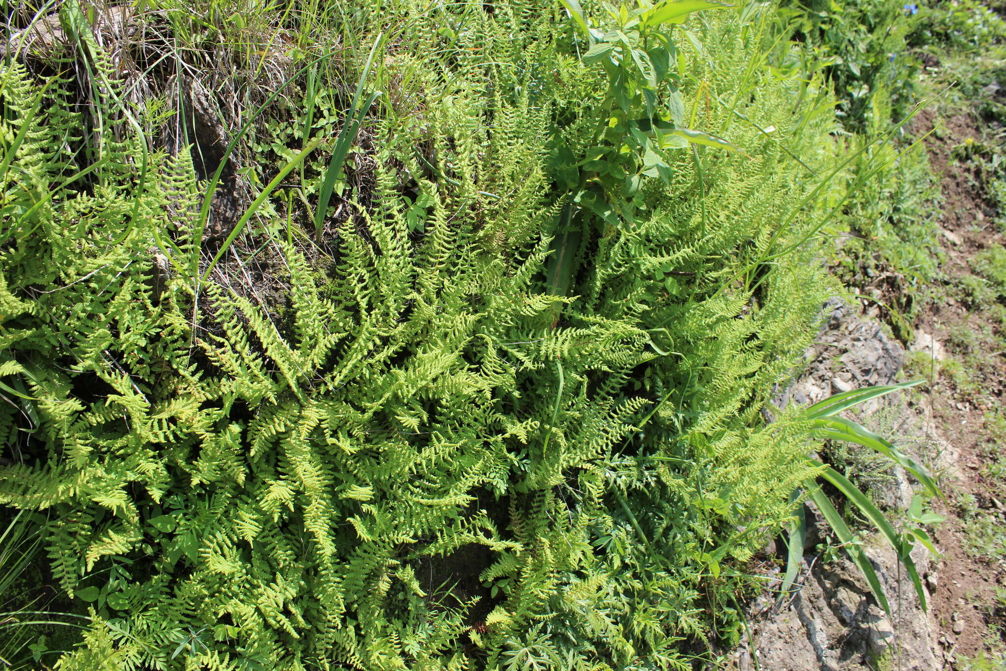 Image of Woodsia mollis (Kaulf.) J. Sm.