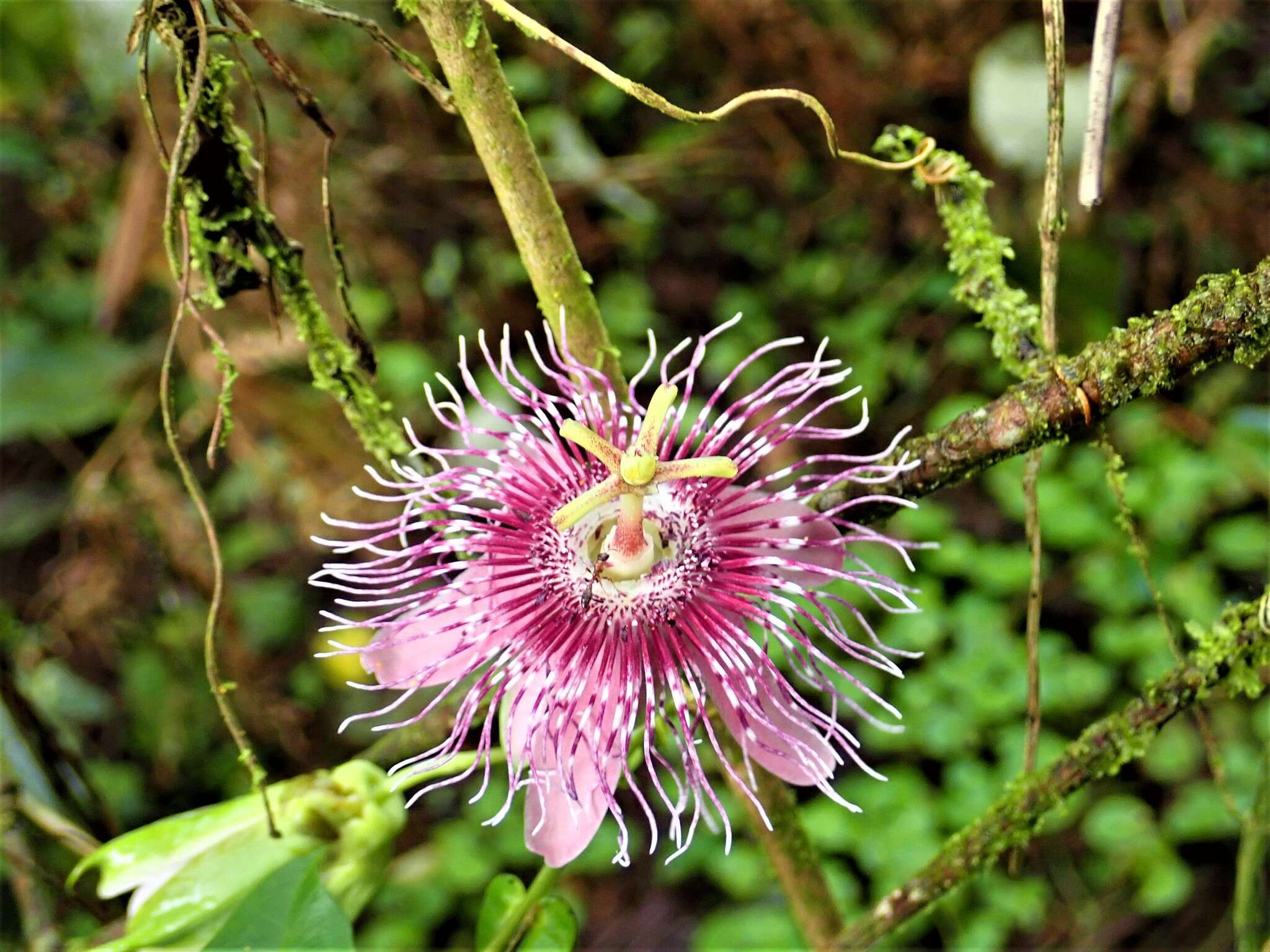 Imagem de Passiflora oerstedii Mast.