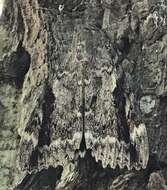 Image of Marbled Underwing