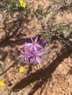 Image of Burchardia rosea Keighery