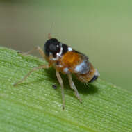 Image of Flavoclypeus andromedus (Van Duzee 1907)