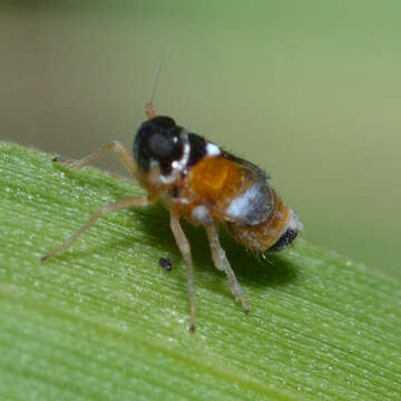 Image of Flavoclypeus andromedus (Van Duzee 1907)