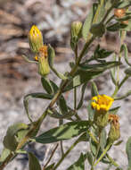 Image of Heterotheca orovillosa G. L. Nesom