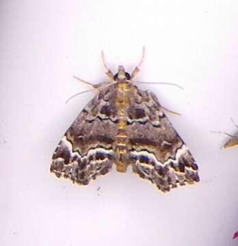 Image of Cutina arcuata Pogue & Ferguson 1998