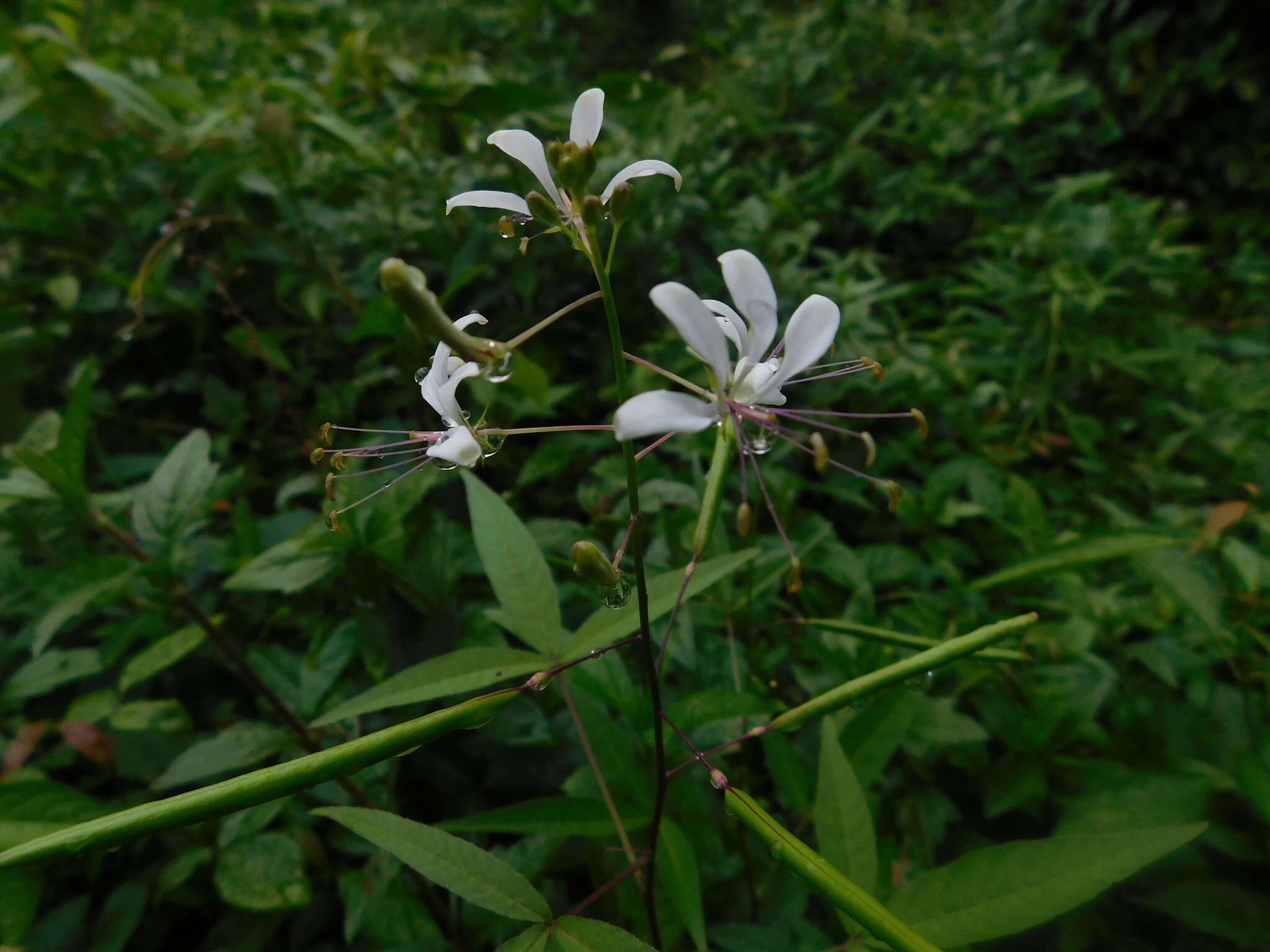 Image of toothed spiderflower