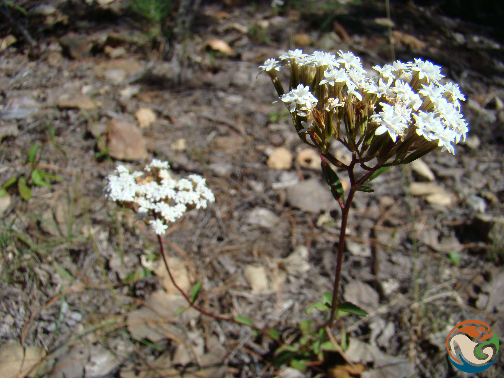 Image of Stevia origanoides Kunth