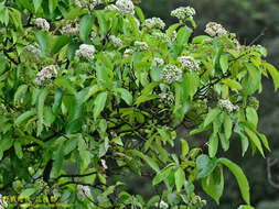 Imagem de Photinia beauverdiana C. K. Schneid.