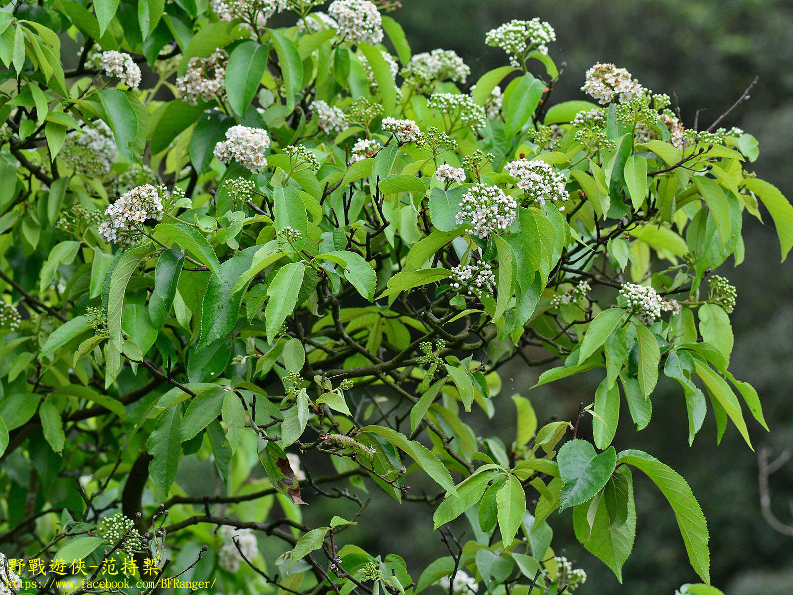 Image of Photinia beauverdiana C. K. Schneid.