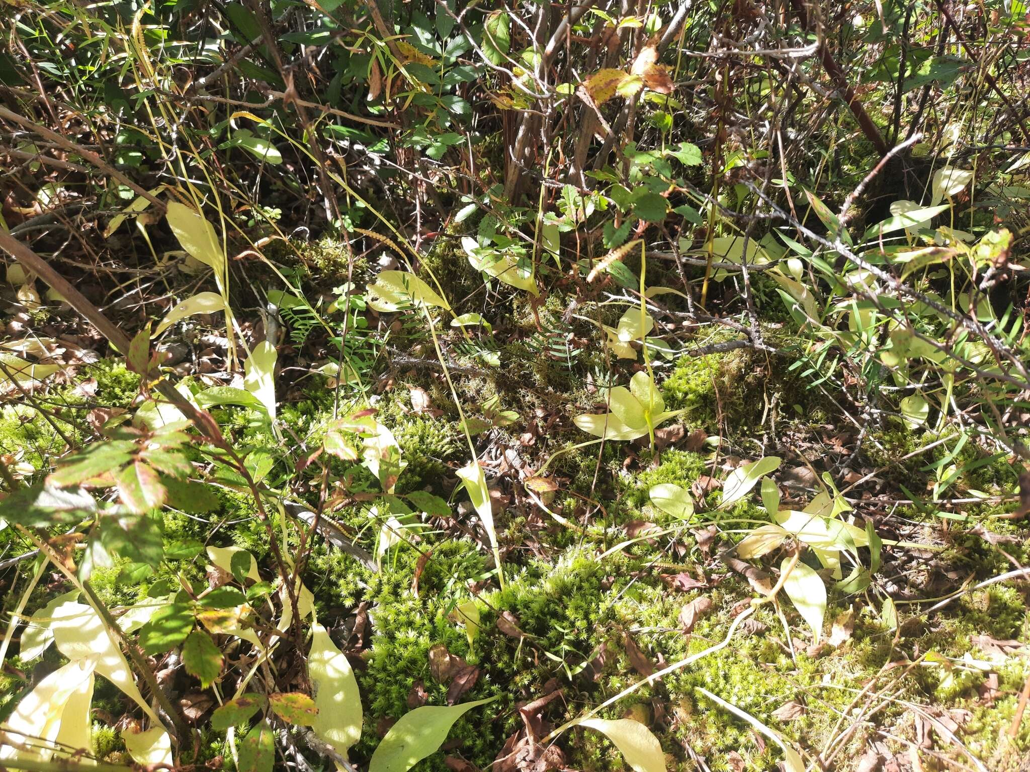 Image of adder's-tongue