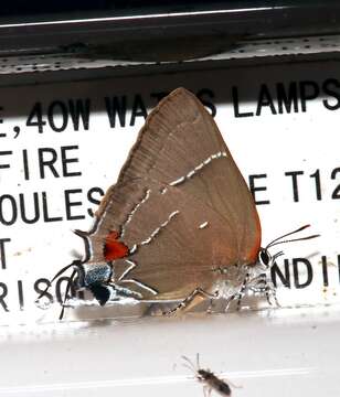 Image of White-M Hairstreak