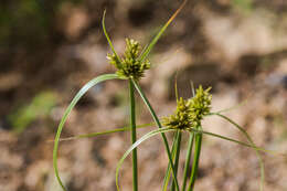 Image of Fendler's flatsedge