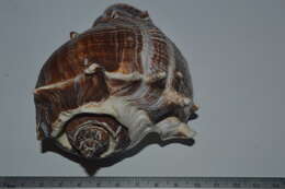 Image of West Indian crown conch