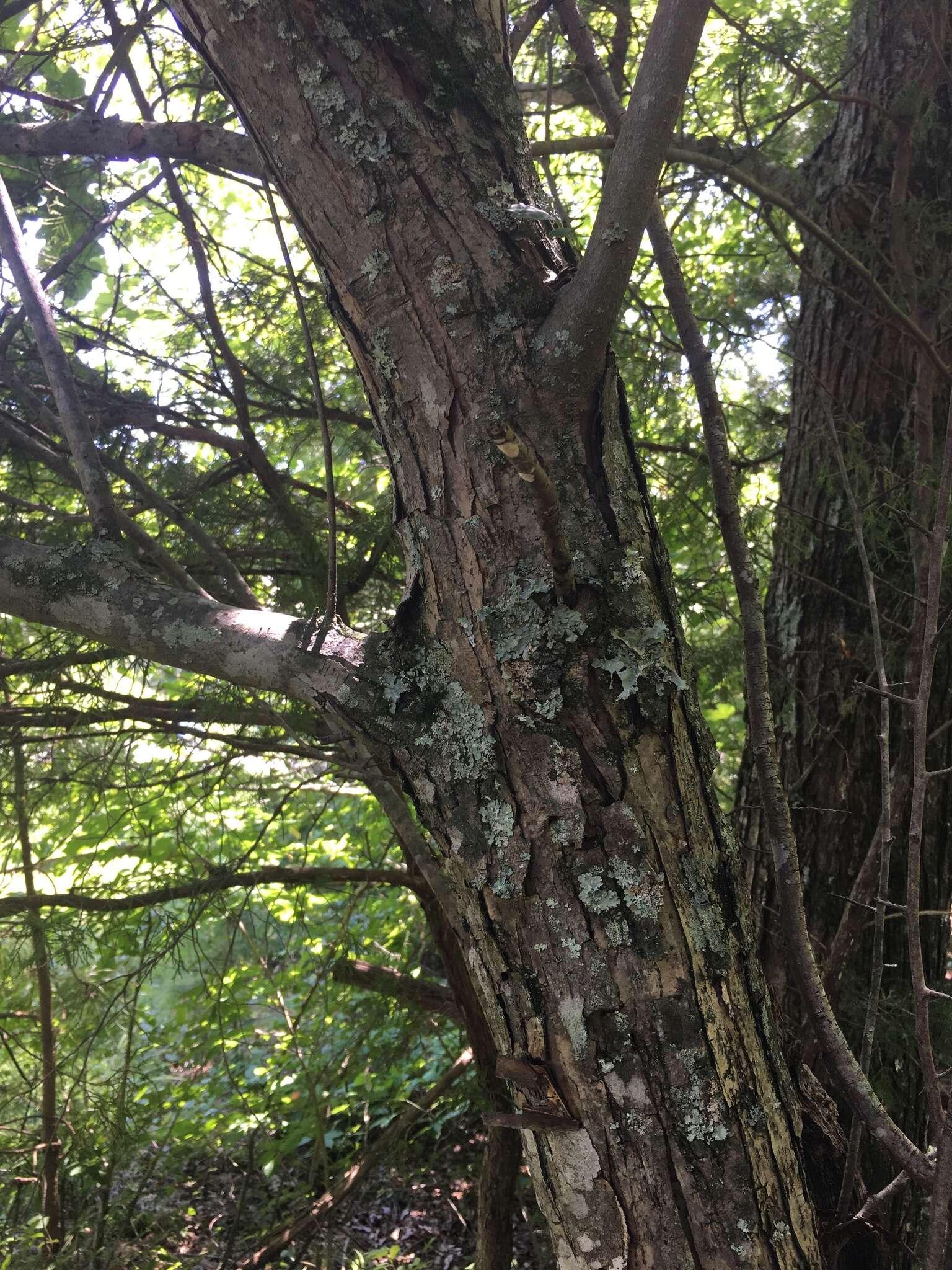 Plancia ëd Malus coronaria (L.) P. Mill.