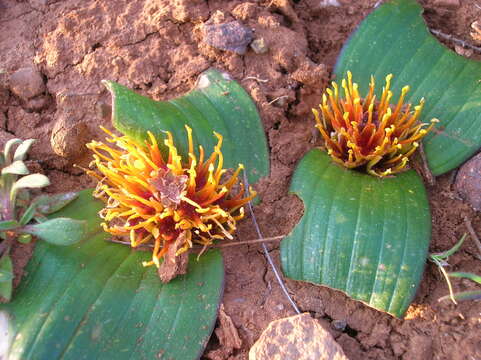 Image of Daubenya marginata (Willd. ex Kunth) J. C. Manning & A. M. van der Merwe