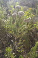 Image of Pointy Blombush