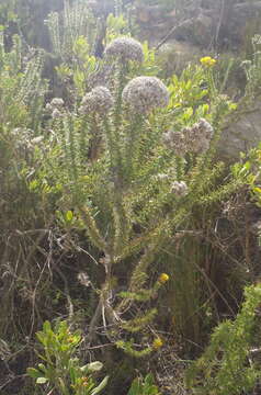 Image of Pointy Blombush