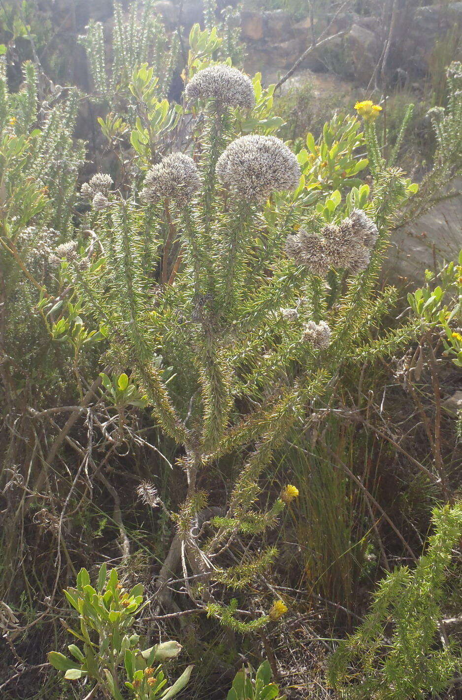 Image of Pointy Blombush