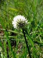 Image of Cyperus alatus subsp. albus (Nees) Lye