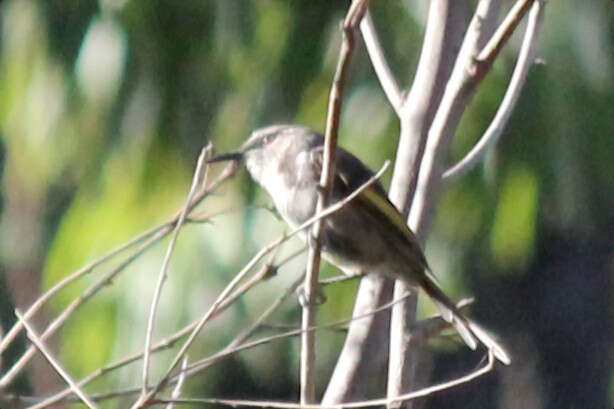 Image of Crescent Honeyeater